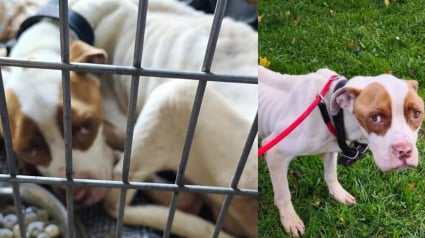 Illustration : Après n'avoir connu que la faim, la peur et la douleur, un chien est sauvé de son maître dénoncé par des voisins inquiets