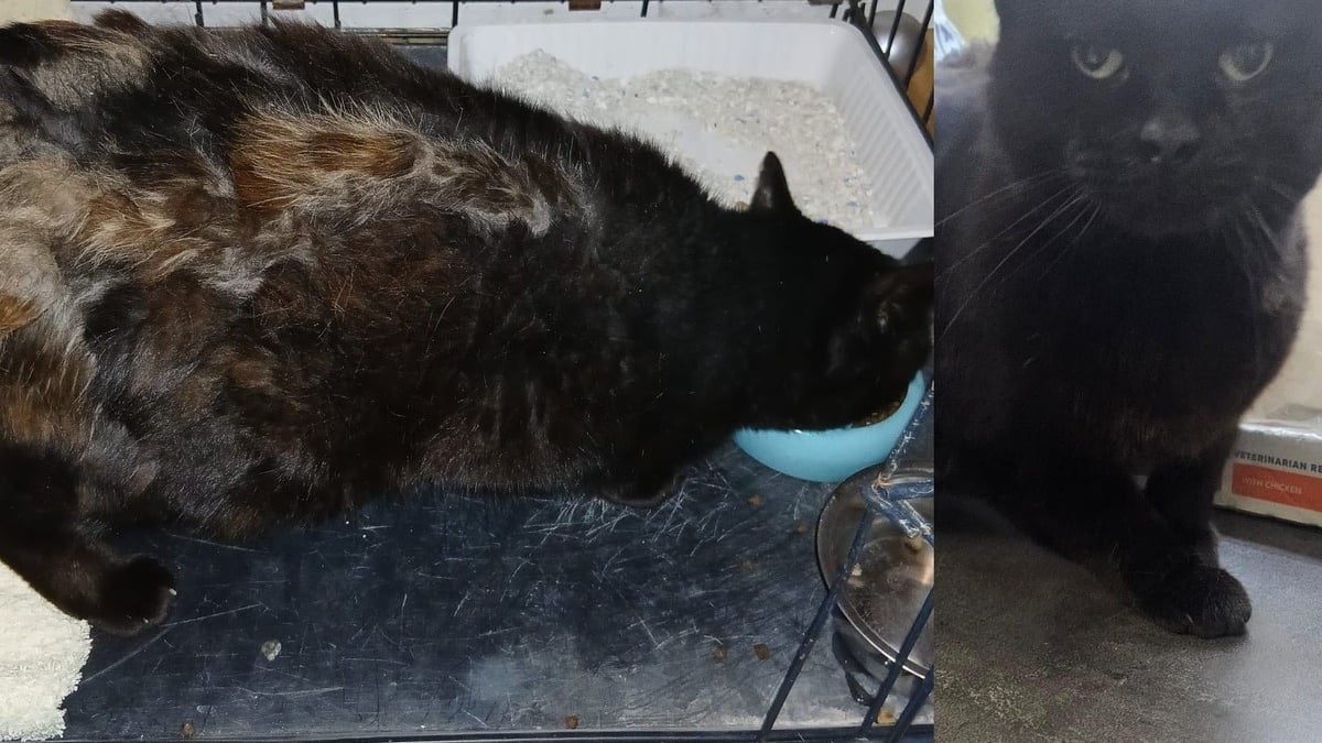 Illustration : "Un chat avec une 