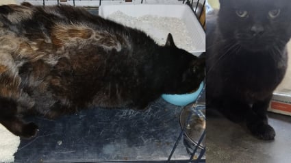 Illustration : Un chat avec une "carapace de tortue" attire l'attention d'âmes bienveillantes qui découvrent qu'on le cherchait depuis 5 ans