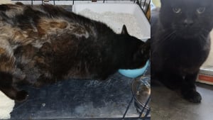 Illustration : Un chat avec une 