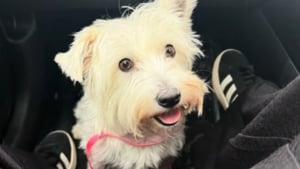 Illustration : Inquiète pour sa chienne qu'elle croit malade, elle l'emmène chez le vétérinaire qui lui annonce une nouvelle aussi inattendue que réjouissante (vidéo)