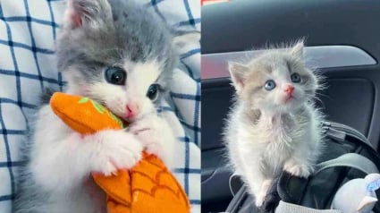 Illustration : Caché dans un hangar où il ne cessait de pleurer, ce chaton de 3 semaines trouve refuge auprès de chats plus âgés