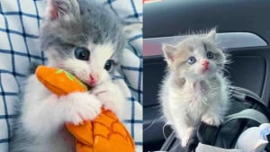 Illustration : "Caché dans un hangar où il ne cessait de pleurer, ce chaton de 3 semaines trouve refuge auprès de chats plus âgés"