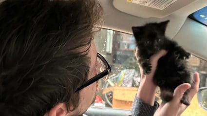 Illustration : Ce chaton a évité 2 voitures en plein milieu d’une route avant d’être secouru par un inconnu se démenant pour lui offrir une nouvelle vie