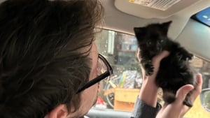 Illustration : "Ce chaton a évité 2 voitures en plein milieu d’une route avant d’être secouru par un inconnu se démenant pour lui offrir une nouvelle vie"