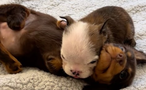 Tous les 2 handicapés, ces chiots s'apportent un soutien mutuel qui leur permet d'affronter les difficultés de la vie (vidéo)