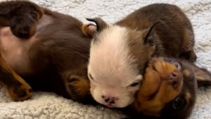 Illustration : Tous les 2 handicapés, ces chiots s'apportent un soutien mutuel qui leur permet d'affronter les difficultés de la vie (vidéo)