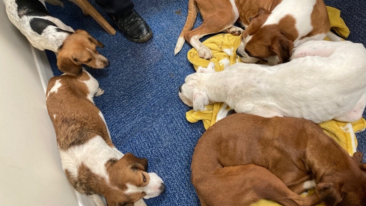 Illustration : "Tout un village se mobilise pour secourir 7 chiens abandonnés après avoir été utilisés pour la reproduction"