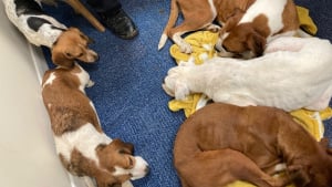 Illustration : "Tout un village se mobilise pour secourir 7 chiens abandonnés après avoir été utilisés pour la reproduction"