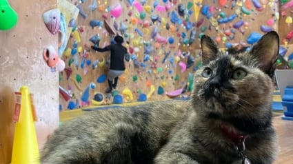 Illustration : Par mimétisme, cette chatte sauvée et hébergée dans une salle d’escalade se met à grimper les murs (vidéo)
