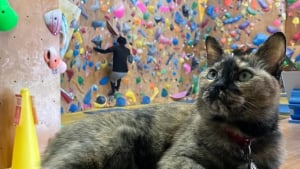 Illustration : "Par mimétisme, cette chatte sauvée et hébergée dans une salle d’escalade se met à grimper les murs (vidéo)"