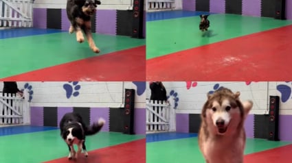 Illustration : Le personnel dévoué d'une garderie canine immortalise l'arrivée de chaque chien heureux de se rendre dans son endroit préféré (vidéo)