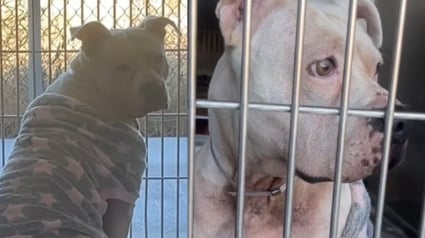 Illustration : "J'ai su alors que je devais l'aider", cette chienne avec un pyjama ne comprend pas pourquoi sa famille l'a abandonnée 