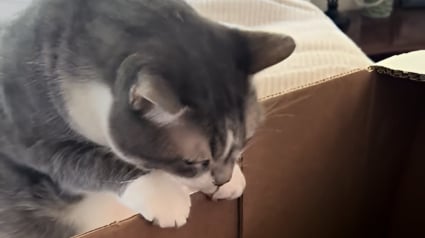 Illustration : « Les animaux comprennent mieux qu'on ne le pense », une chatte fait ses adieux à sa meilleure amie partie trop tôt (vidéo)