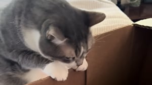 Illustration : « Les animaux comprennent mieux qu'on ne le pense », une chatte fait ses adieux à sa meilleure amie partie trop tôt (vidéo)