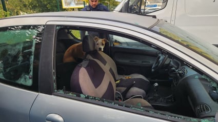 Illustration : Des riverains suspicieux mènent à la découverte d’une chienne enfermée dans une voiture pendant une semaine 