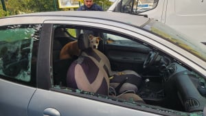 Illustration : Des riverains suspicieux m&egrave;nent &agrave; la d&eacute;couverte d&rsquo;une chienne enferm&eacute;e dans une voiture pendant une semaine 