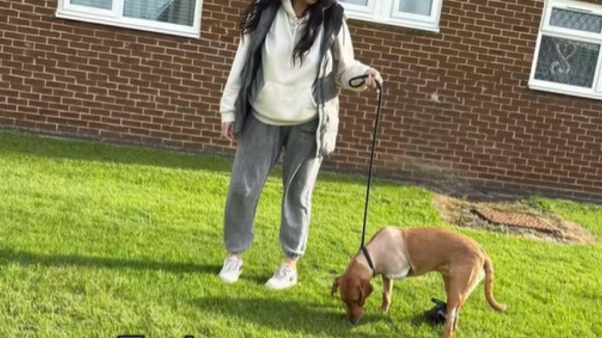 Illustration : "Les premiers pas émouvants d’un Labrador sur 3 pattes après son accident de voiture (vidéo)"