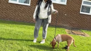 Illustration : Les premiers pas émouvants d’un Labrador sur 3 pattes après son accident de voiture (vidéo)