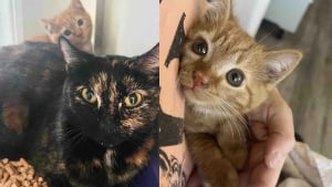 Illustration : D&eacute;termin&eacute;e &agrave; offrir une vie meilleure &agrave; des chats livr&eacute;s &agrave; eux-m&ecirc;mes, une association effectue plusieurs tentatives de sauvetage (vid&eacute;o)