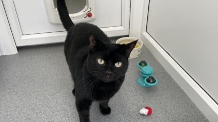 Illustration : Ils récupèrent une chatte errante et découvrent le triste secret qu’elle porte