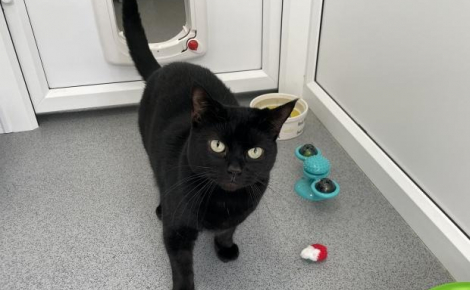 Ils récupèrent une chatte errante et découvrent le triste secret qu’elle porte