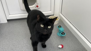 Illustration : Ils récupèrent une chatte errante et découvrent le triste secret qu’elle porte