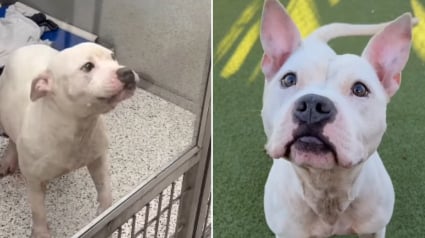 Illustration : Ce chien de refuge ne peut contenir sa joie lorsqu’un bénévole vient le chercher pour le promener (vidéo)