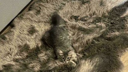 Illustration : 15 chats sp&eacute;cialistes du camouflage qui battent les cam&eacute;l&eacute;ons &agrave; plate couture
