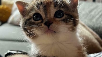 Illustration : 20 b&eacute;b&eacute;s animaux tellement mignons qu'ils vous apaiseront