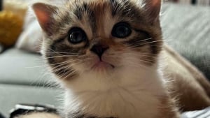 Illustration : 20 b&eacute;b&eacute;s animaux tellement mignons qu'ils vous apaiseront