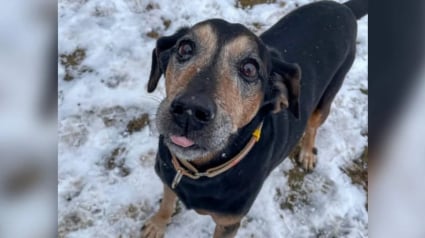 Illustration : En refuge depuis plus de 1700 jours, cet adorable papy chien attend désespérément de trouver sa famille pour la vie