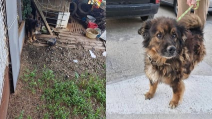 Illustration : « Il était attaché à moins d’un mètre, dans ses excréments », le récit poignant du sauvetage d’un chien laissé pour compte