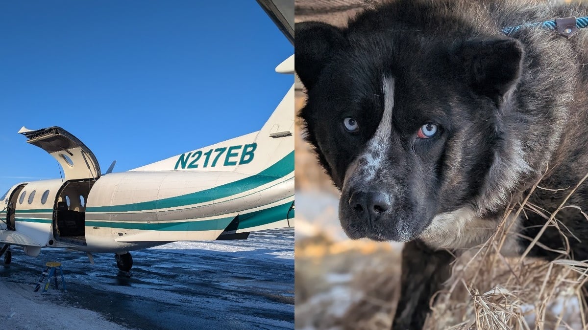 Illustration : "Dans des villages ravagés par une tempête, des bénévoles traversent le chaos pour sauver 180 chiens et une tortue abandonnés"