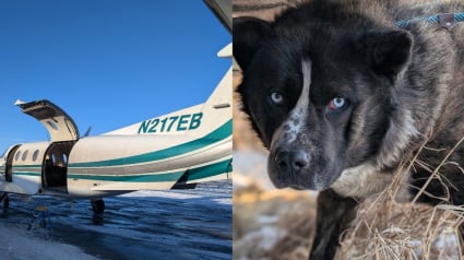 Illustration : Dans des villages ravagés par une tempête, des bénévoles traversent le chaos pour sauver 180 chiens et une tortue abandonnés