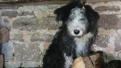 Illustration : Les larmes de joie d'une bergère retrouvant son chien disparu depuis près d'un mois (vidéo)