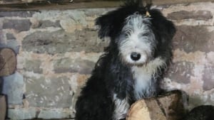 Illustration : Les larmes de joie d'une bergère retrouvant son chien disparu depuis près d'un mois (vidéo)