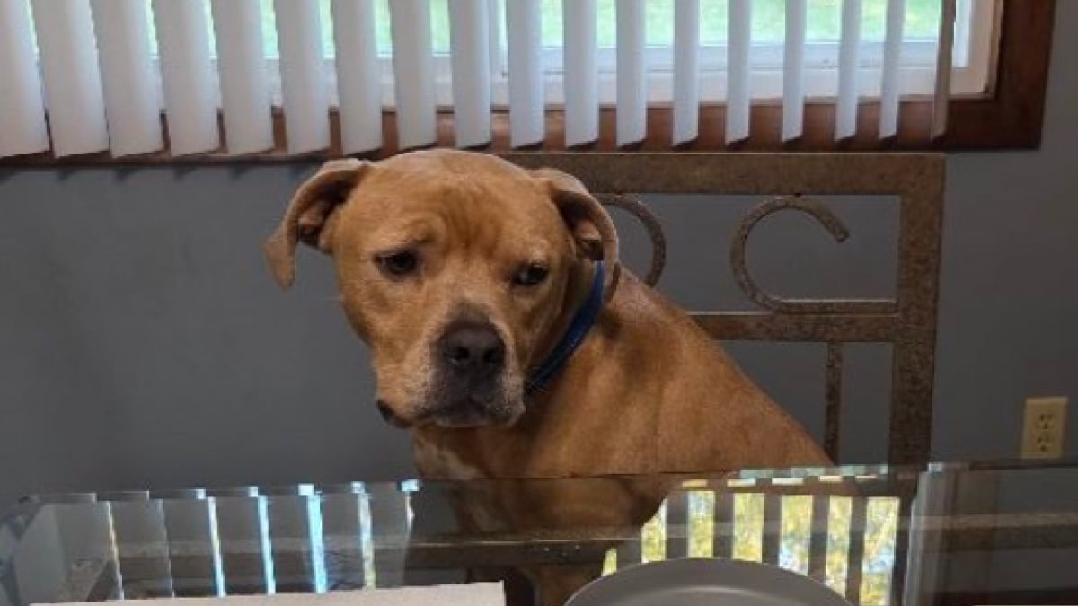 Illustration : "Après 549 jours passés au refuge et malgré les appréhensions, ce chien a définitivement trouvé la famille parfaite"