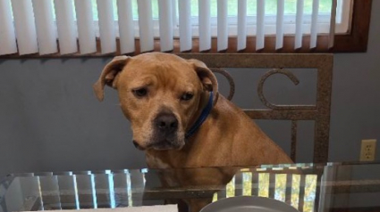 Illustration : Après 549 jours passés au refuge et malgré les appréhensions, ce chien a définitivement trouvé la famille parfaite