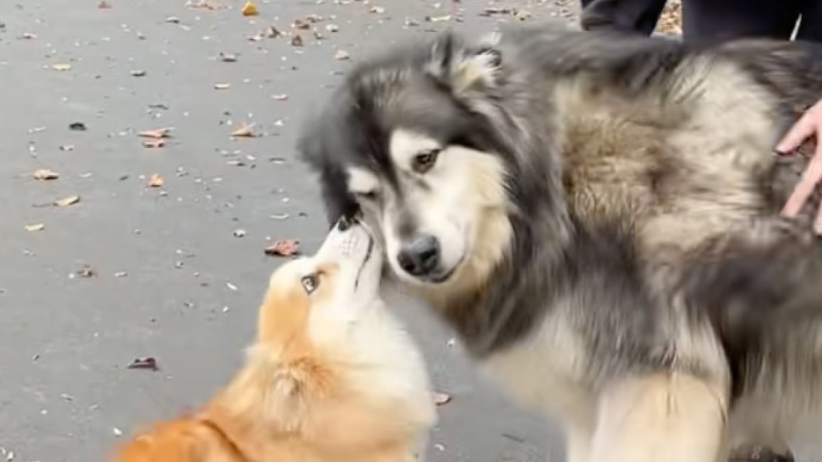 Illustration : "« Tu ne m’as pas oublié » un Corgi et un Malamute se retrouvent après un an de séparation avec une émotion intense (vidéo)"