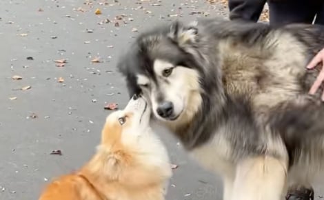 « Tu ne m’as pas oublié » un Corgi et un Malamute se retrouvent après un an de séparation avec une émotion intense (vidéo)