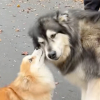 Illustration : « Tu ne m’as pas oublié » un Corgi et un Malamute se retrouvent après un an de séparation avec une émotion intense (vidéo)