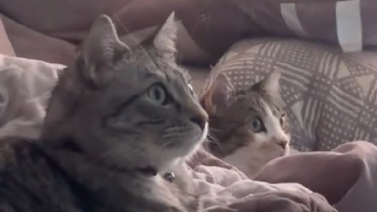 Illustration : "Fans de documentaires sur les oiseaux, ces 2 chats s’organisent des soirées télé et en profitent à fond (vidéo)"