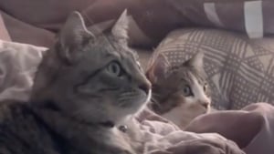 Illustration : Fans de documentaires sur les oiseaux, ces 2 chats s’organisent des soirées télé et en profitent à fond (vidéo)