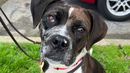 Illustration : Une croisée Pitbull affaiblie est retrouvée seule sur le sable et attend désormais de rencontrer sa famille pour toujours