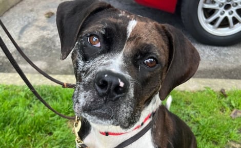 Une croisée Pitbull affaiblie est retrouvée seule sur le sable et attend désormais de rencontrer sa famille pour toujours