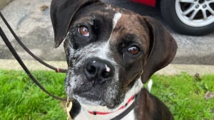 Illustration : Une croisée Pitbull affaiblie est retrouvée seule sur le sable et attend désormais de rencontrer sa famille pour toujours