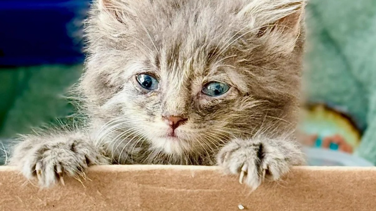 Illustration : "Un automobiliste s'arrête pour un chaton errant se tenant dangereusement au bord de l'autoroute et levant la patte, son geste lui change la vie"