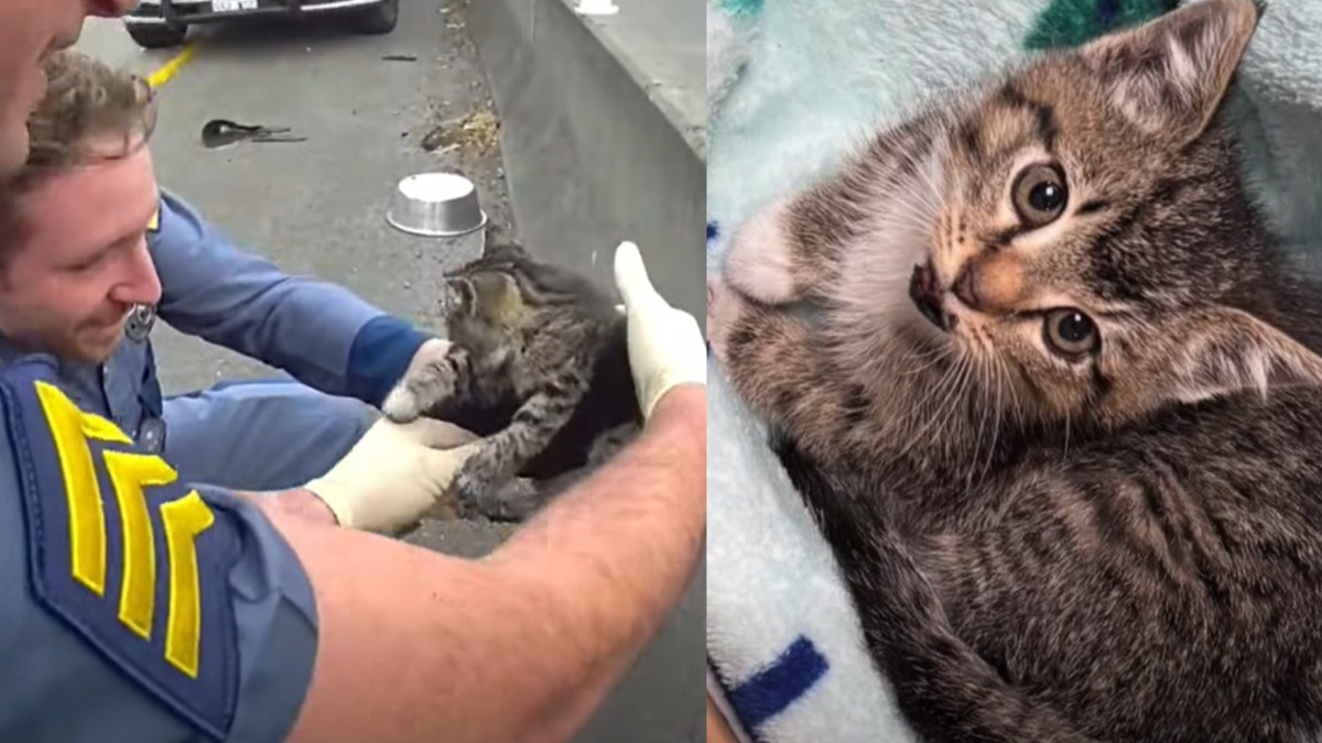 Illustration : "Des policiers portent secours à un chaton caché derrière la glissière de sécurité d'une autoroute, leur collègue en fait le nouveau membre de sa famille"