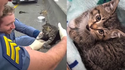 Illustration : Des policiers portent secours à un chaton caché derrière la glissière de sécurité d'une autoroute, leur collègue en fait le nouveau membre de sa famille